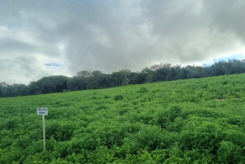 Platteboschkloof erwe (9)